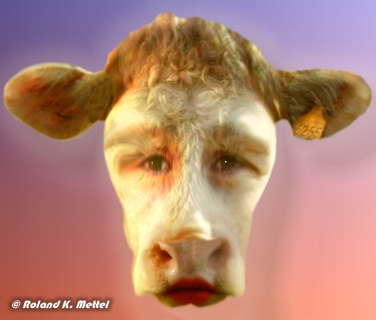 Schlaue Kuh  -  (c) by Roland K. Mettel