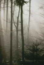 Rothaargebirge  -  Im Nebel